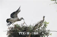 Cò nhạn quý hiếm xuất hiện tại lòng chảo Mường Thanh