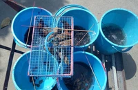 Phóng sinh và hệ sinh thái thủy sinh 
