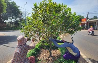 Cung đường mai độc đáo nhất Bà Rịa-Vũng Tàu vào mùa lặt lá 