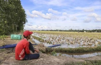 Người nuôi vịt thích nhất là khi thu hoạch mỗi ngày hàng ngàn trứng. Ảnh: HUỲNH DU