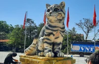 Ngắm "miss mèo" đang nổi trên mạng xã hội