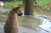 Đừng ăn thịt chó!