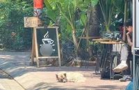 Quyết liệt với chó thả rông không rọ mõm để ngăn chặn, phòng ngừa bệnh dại 
