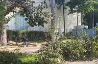 Vụ gãy cành cây xanh tại công viên Tao Đàn: “Tăng rà soát để đảm bảo an toàn”