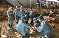 Viện Pasteur TP.HCM thông tin về ca cúm A(H9) lần đầu phát hiện tại Việt Nam