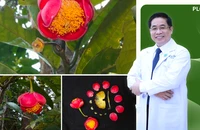 Hoa trà my Hoàng Bắc được đặt tên vinh danh bác sĩ Việt Nam