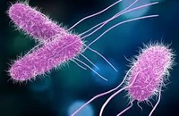 Salmonella – thủ phạm nhiều vụ ngộ độc thực phẩm nguy hiểm thế nào?
