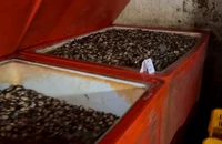 Ăn ốc bươu ngâm ‘thủy tinh lỏng’: Nguy cơ viêm loét dạ dày, ảnh hưởng gan, thận