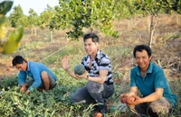 Ca sĩ Ngọc Sơn bỏ phố về quê, hóa nông dân trên khu vườn 50 héc ta