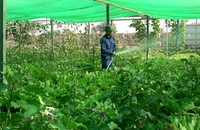 Cách Bộ đội Cụ Hồ tạo nên những vườn rau xanh tốt ở vùng đất khô cằn châu phi