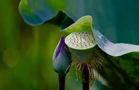 Nhiếp ảnh gia Thành Xuân Anh triển lãm ảnh Sen tưởng nhớ thầy