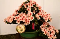 Ngắm bonsai đạt giải tại Hội hoa Xuân Nha Trang