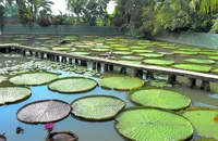 Khám phá loài sen có tán lá khổng lồ ở Đồng Tháp