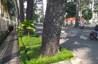 Cần chú trọng chỉnh trang làm đẹp cho gốc cây đô thị