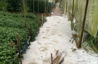 Đà Lạt xuất hiện mưa đá ngay trong cơn mưa đầu mùa 