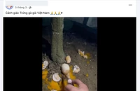 Hiệp hội Gia cầm kiến nghị Bộ Công an điều tra về thông tin 'trứng gà giả'