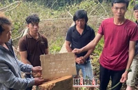 Bắt giữ 6 người phá gần 1 ha rừng ở Lâm Đồng