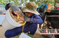 Tại sao ong Khoái lại được mệnh danh là "vua" ong mật?
