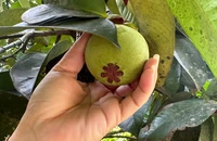 Nông dân Lâm Đồng đua nhau bán măng cụt xanh