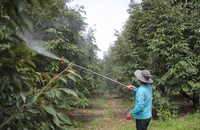 Sầu riêng xì mủ, nông dân ở thủ phủ sầu riêng Lâm Đồng như ngồi trên lửa