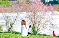 Đến Đà Lạt săn ảnh cùng mai anh đào Cầu Đất