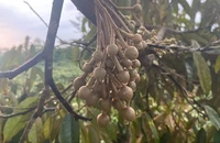 Đón cơn mưa giải hạn, nông dân Lâm Đồng mừng như bắt được vàng