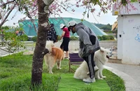 Vụ đưa chó ra chiếm gốc mai ở Đà Lạt: 3 thanh niên bị phạt 