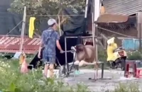 Công an sẽ vào cuộc vụ ngược đãi động vật ở Quảng trường Lâm Viên