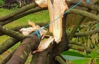 Hàng trăm cây sầu riêng ở Lâm Đồng hư hại sau mưa lớn kèm lốc