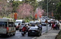 Thời tiết đẹp, mai anh đào nở, TP Đà Lạt chào đón khách du xuân