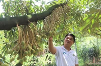 Tỉnh Lâm Đồng chú trọng chất lượng cho sầu riêng để xuất khẩu