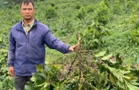 18 ha cà phê 3 năm tuổi bị chặt hạ 