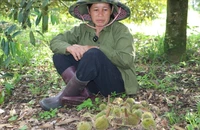 1 nông dân tỉnh Lâm Đồng thiệt hại nặng vì mua nhầm giống sầu riêng