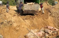 Lâm Đồng tiêu hủy gần 10 ngàn con heo bị dịch tả lợn châu Phi