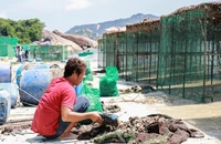 Yêu cầu kiểm tra, xử lý tình trạng rác tràn ngập bãi biển ở Cam Ranh