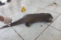 Bị khởi tố vì nhốt tê tê, kỳ tôm trong nhà