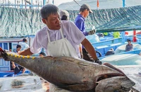 Ngư dân Nam Trung Bộ bội thu mùa cá ngừ đại dương