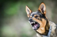 Một con chó thả rông cắn 7 người ở Phú Yên