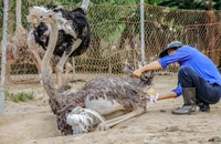 Điều kỳ thú bên trong trại nuôi đà điểu lớn nhất Việt Nam