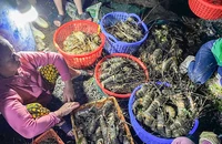Tôm hùm xanh chết đột ngột hàng loạt ở Phú Yên