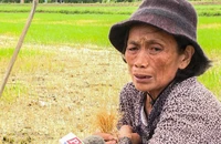 Ruộng lúa chết khô nghi bị phá hoại, cụ bà 72 tuổi khóc hết nước mắt