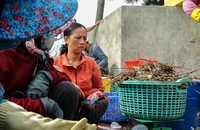 Tôm hùm, cá nuôi lại chết hàng loạt ở Phú Yên