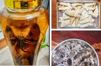 Mang rượu ngâm rắn hổ chúa đi bán, bị khởi tố