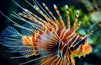 Cấp cứu ngư dân bị cá Mao Tiên đâm vào chân