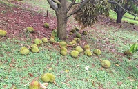 Lâm Đồng: Cây xanh ngã đổ, nhà dân tốc mái, sầu riêng rụng trái hàng loạt vì mưa lớn