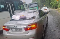 Mưa lớn, cây rừng ngã đổ đè trúng ô tô con trên đèo Bảo Lộc
