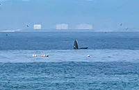 Cá voi xuất hiện trở lại, săn mồi trên vịnh Nha Trang