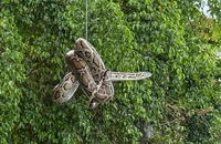 Báo chính quyền đến bắt con trăn đất nhưng không nơi nào chịu tiếp nhận