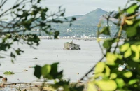 Thủ phủ tôm hùm tan hoang sau bão 13