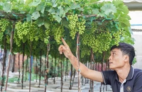 Đặc sản nho cảnh Ninh Thuận 'cháy hàng' ngày Tết